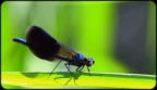 libellula blu