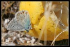 Butterfly&amp;Lemon