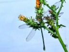 libellula