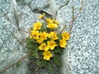Sempre sul ghiacciao del Tonale, un primo contatto con questo piccolo microsistema!