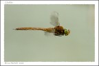 Renzo-Libellula