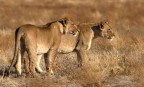 botswana - kalahari game reserve