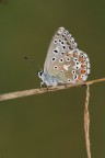 riposto la seconda macro...meglio?
