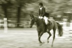 horse jumping
