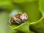 Mosca occhi bianchi..