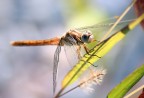 prima libellula...