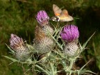Insetto colibr (Macroglossum stellatarum) 3