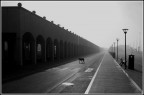 Il cane