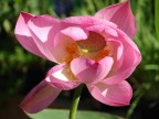 fiore acquatico