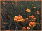 Fuji S5000