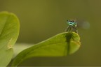 ombra nel verde...
