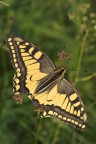 sopravvissuta