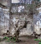 L'albero incantato