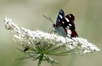 piattaforma bianca