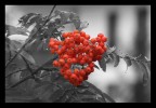 rosso e grigio