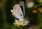 Farfallina