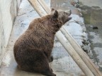 allo Zoo...