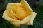 rosa con rugiada