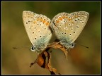 Gemelle siamesi