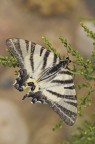 zebrata