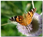 Papilio Macaon