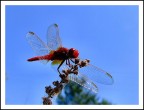 anax rubra
