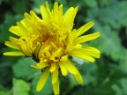 Macro floreale
