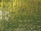 Riflessi sul fiume