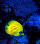 pesce farfalla