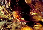 gamberetto