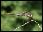 Equilibri
