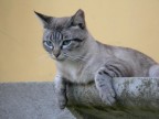 Gatto su giallo