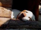 i sogni di oliver