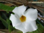 Dipladenia bianca