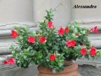 Nome botanico:Mandevilla Splendens, Syn. Dipladenia

Famiglia:Apocynaceae