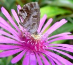 Macro