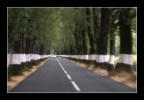 Portogallo, tratto boscoso di strada nei pressi di Castelo de Vide.
