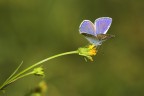 blu nel verde