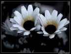 Malinconia