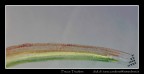 Varazze (GE) Frecce Tricolore 23/09/06