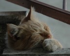 lasciatemi dormire