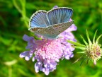 farfallina