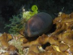 Luria lurida