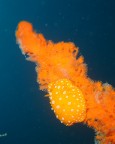 Deep orange