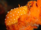 Deep orange 2