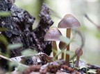 funghi