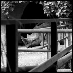 rino triste