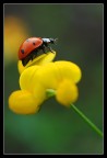 colori