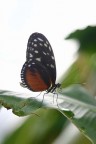 farfalla 02