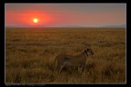 Tramonto nel serengeti